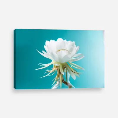 Tablou canvas floare de lotus alb II — miniatura 1
