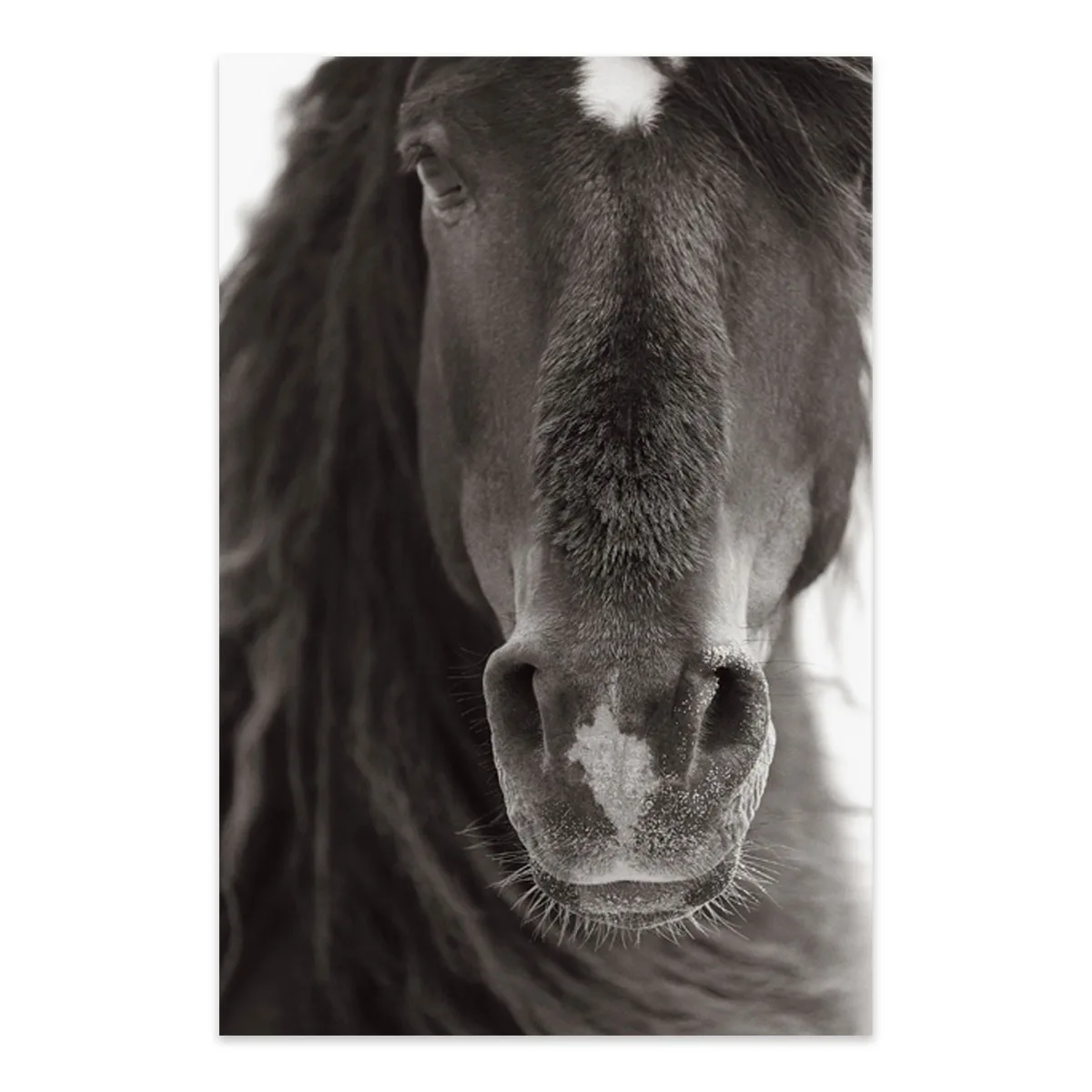 Tablou cu cai Curiosity 60x90cm — imaginea 2