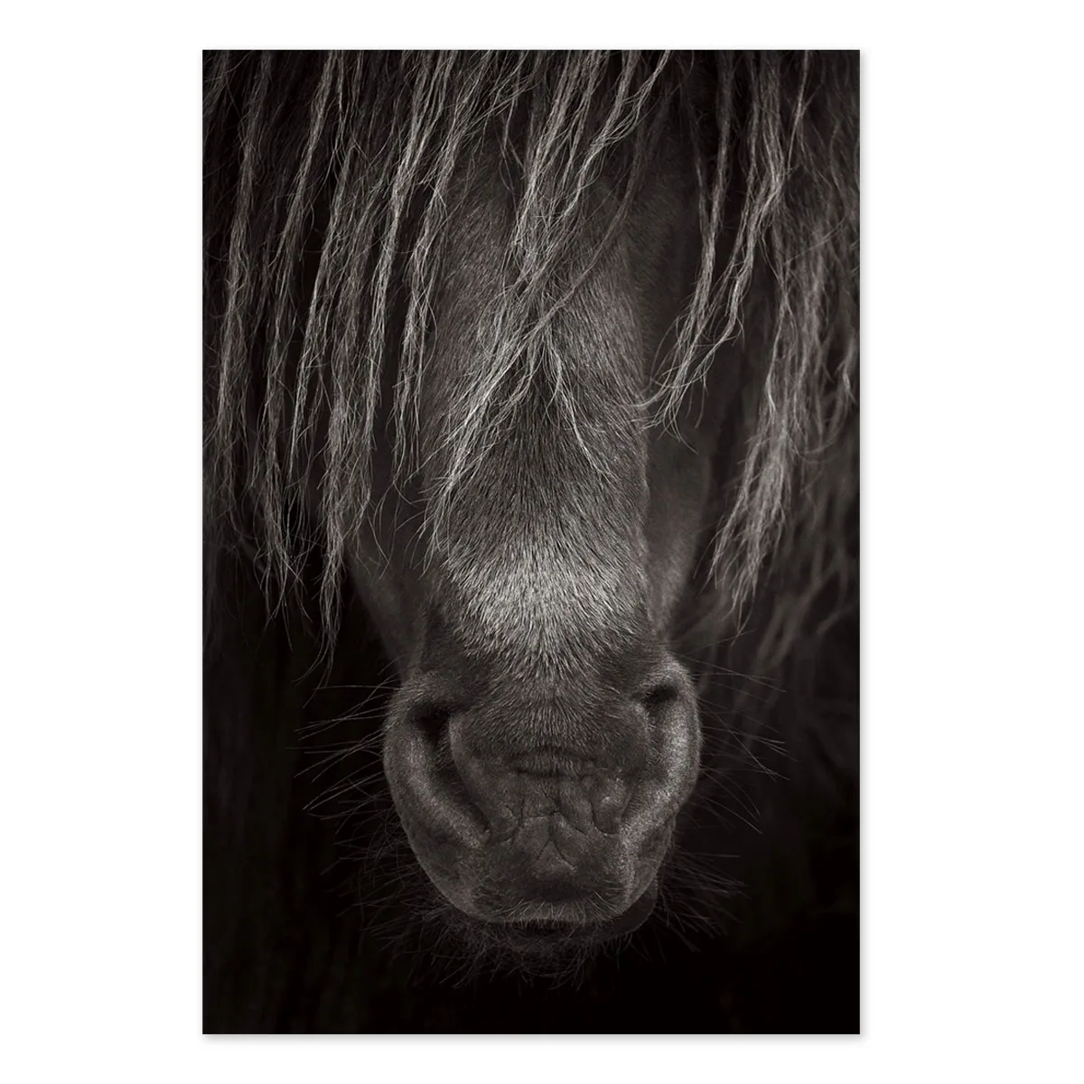 Tablou cu cai Protector 90x60cm — imaginea 2