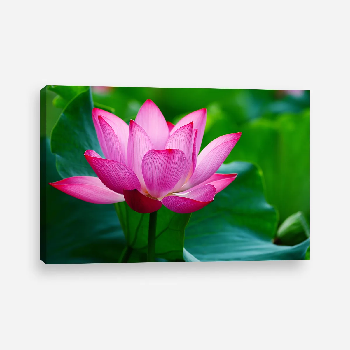 Tablou canvas floare de lotus inflorita